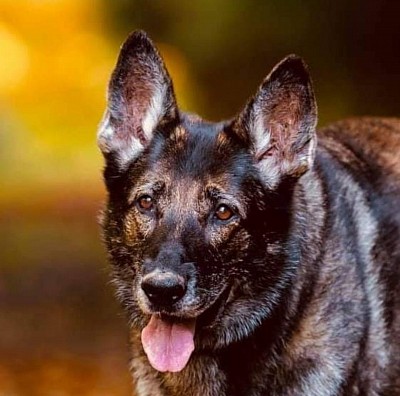 Assistenzhund Service Dog