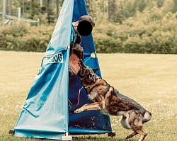 Assistenzhundeschule Kuma K-9