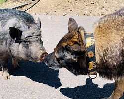 Assistenzhundeschule Kuma K-9